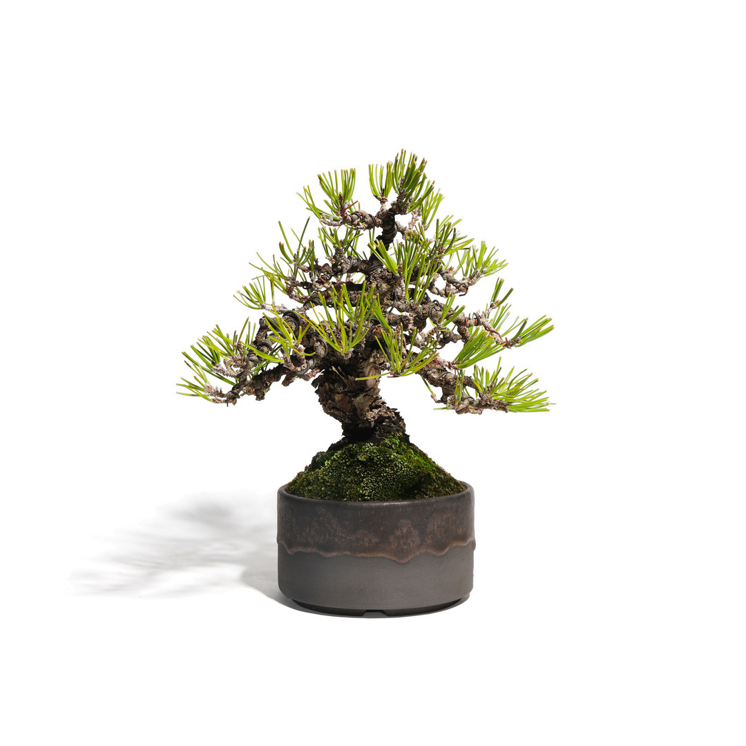 ヒ*ロ様 ナ*キ様 【すぐ飾れる一鉢】古い 黒松 盆栽 樹高49cm 中品 文人 黒松 -Japanese black pine- （推定樹齢40年）-M0007-｜TRADMAN'S